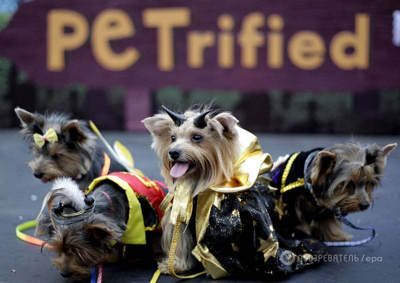Улицы Филиппин заполонили "ужасные" собаки-монстры: опубликованы фото