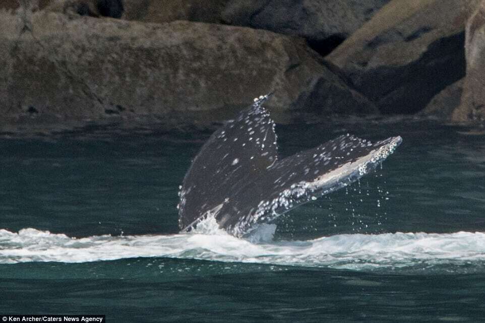 Кит выбросил фонтан воды в форме сердца: невероятное зрелище