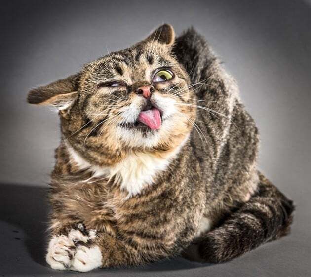 В США выпустят фотокнигу из отряхивающихся кошек: опубликованы фото, видео
