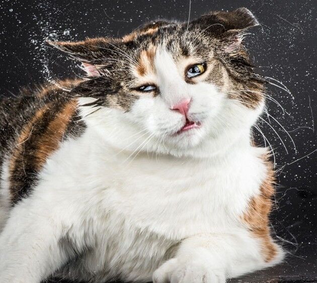 В США выпустят фотокнигу из отряхивающихся кошек: опубликованы фото, видео