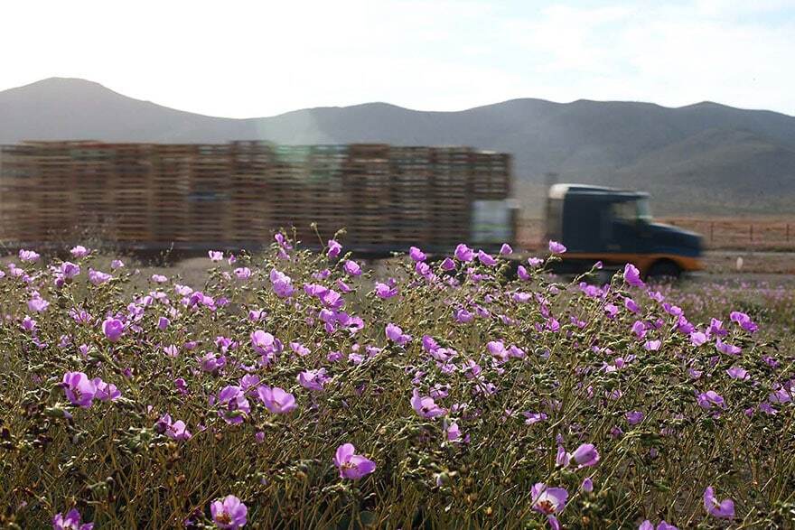 Розовое чудо: одна из самых сухих пустынь мира превратилась в ковер из цветов