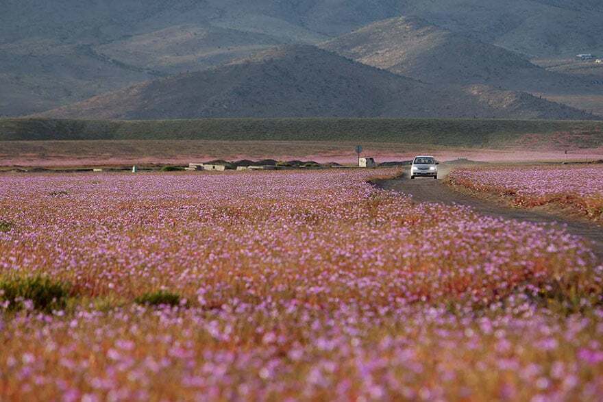 Розовое чудо: одна из самых сухих пустынь мира превратилась в ковер из цветов