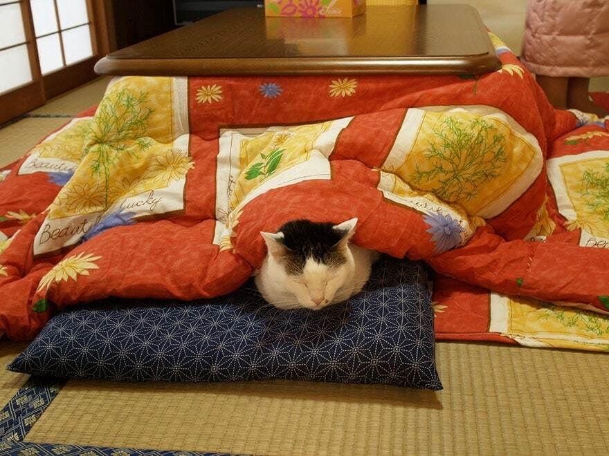 Это гениально: японская кровать спасает от самых сильных холодов