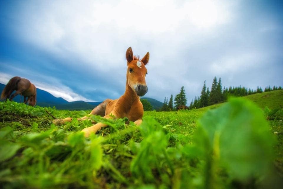 "Табун мурашок по спині": фотограф показав зачаровуєче відео та фото хмар над Карпатами