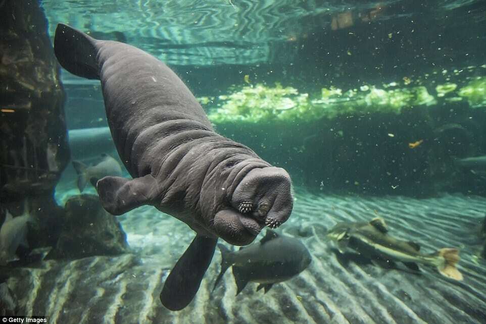 Грациозный танец самки ламантина с детенышем покорил зрителей зоопарка