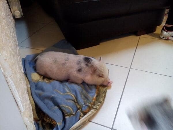 Скандальный Балотелли живет дома со свиньей: фотофакт