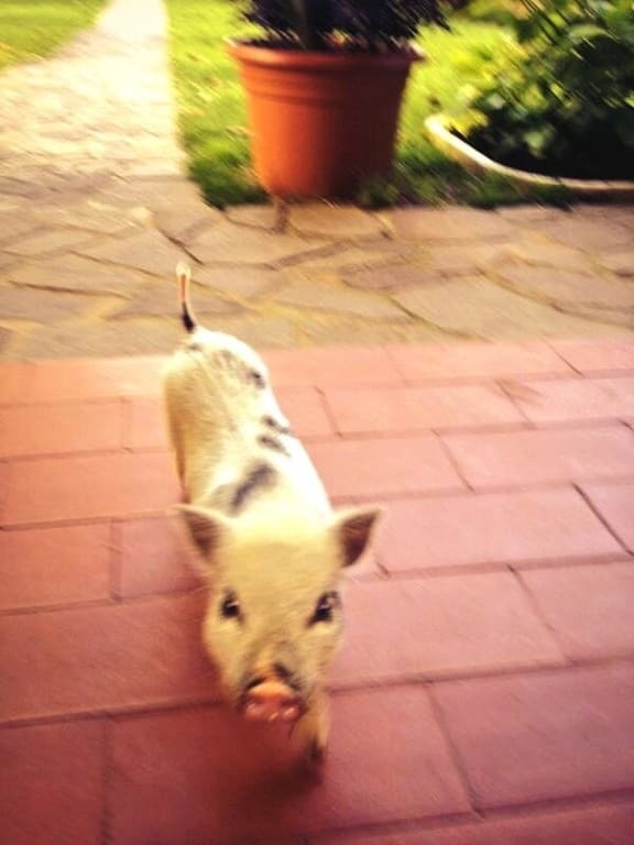 Скандальний Балотеллі живе вдома зі свинею: фотофакт
