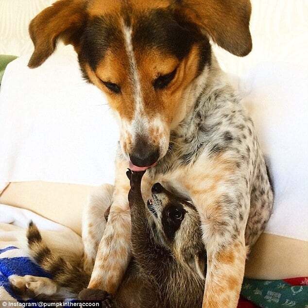 Сім'я врятувала єнота, і він став кращим другом для пса: фото волохатих друзів