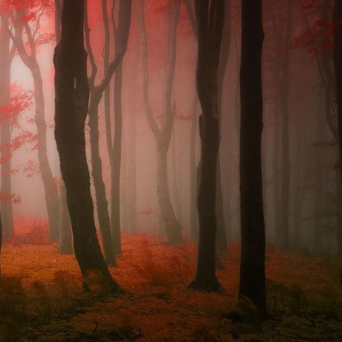 Волшебный мир Карпат: изумительные фотографии осеннего леса