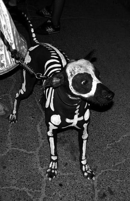 Топ-30 смешных костюмов для собак на Хэллоуин: веселые фото
