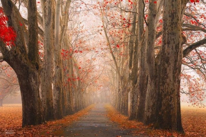 Волшебный мир Карпат: изумительные фотографии осеннего леса