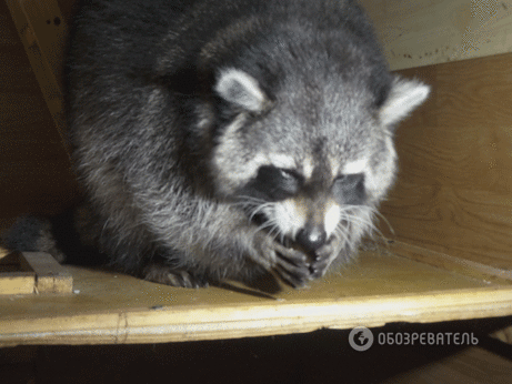 Домашний енот: хищник дерется за пельмени и крадет сигареты