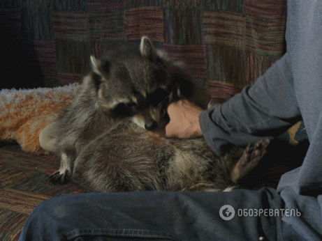 Домашний енот: хищник дерется за пельмени и крадет сигареты