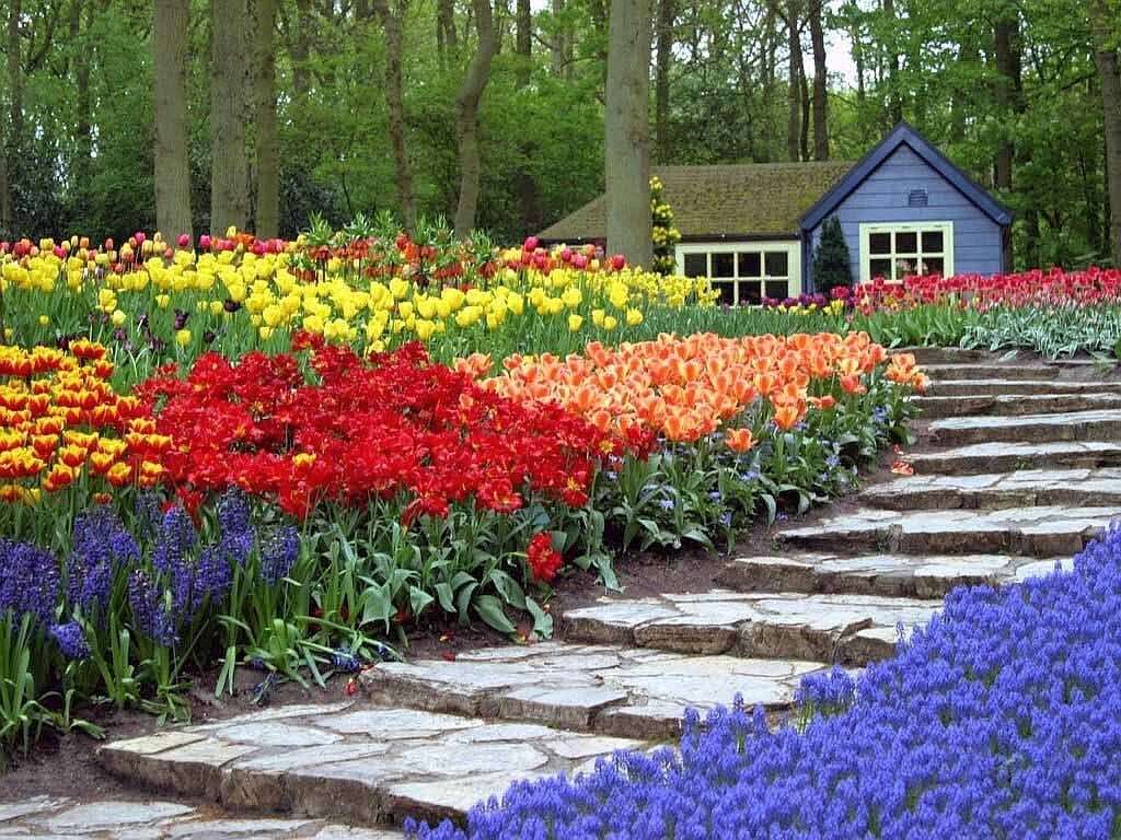 Знаменитый на весь мир парк тюльпанов