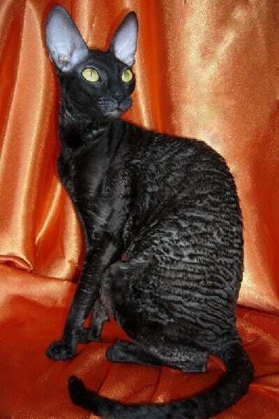 У Києві обрали найкрасивішу чорну кішку: опубліковано фото