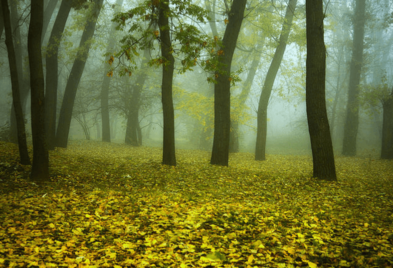 Как золотая осень превратила Киев в сказку: опубликованы фото