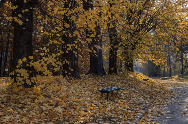 Как золотая осень превратила Киев в сказку: опубликованы фото