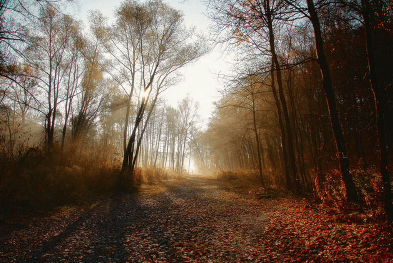 Как золотая осень превратила Киев в сказку: опубликованы фото