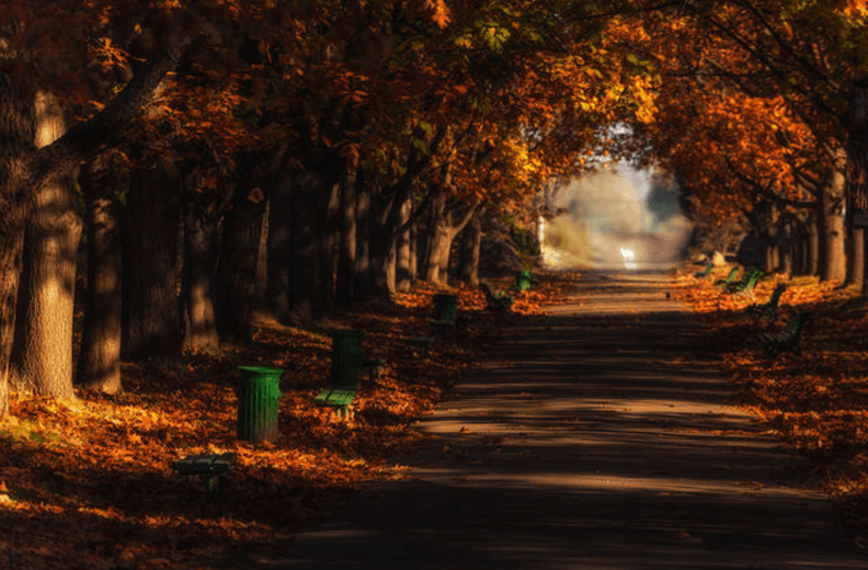 Как золотая осень превратила Киев в сказку: опубликованы фото