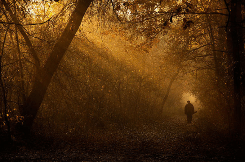 Как золотая осень превратила Киев в сказку: опубликованы фото