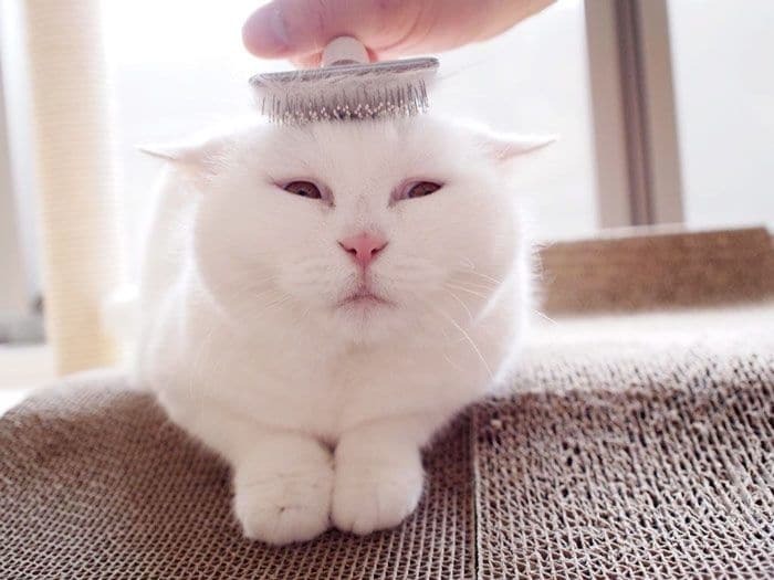 17-летняя кошка стала звездой сети благодаря забавным шляпкам