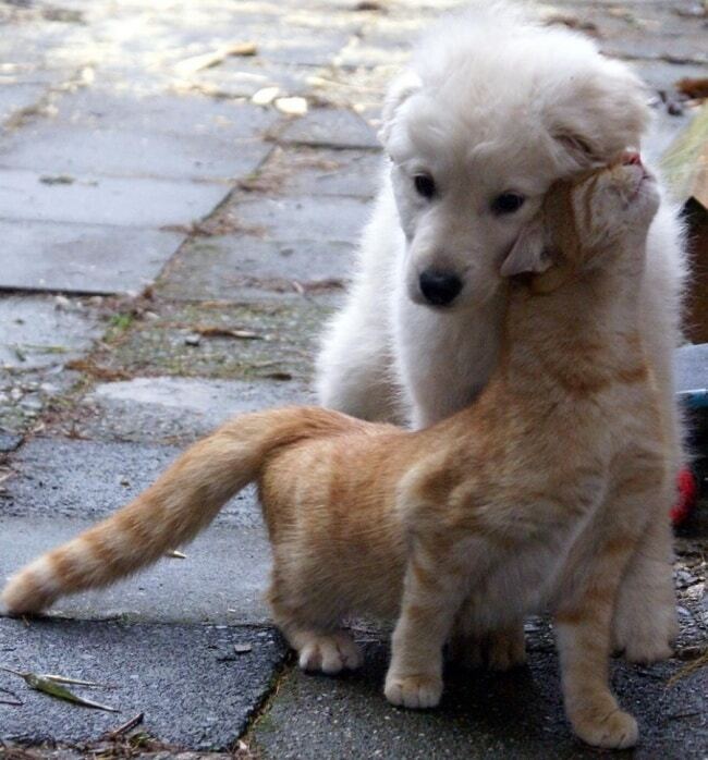 Как кошка с собакой: трогательные и забавные фото необычной дружбы