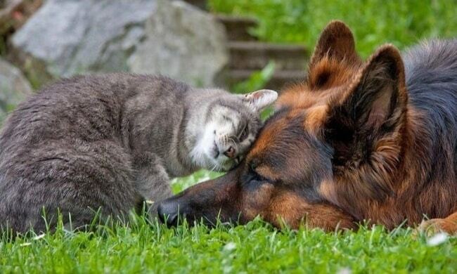Как кошка с собакой: трогательные и забавные фото необычной дружбы
