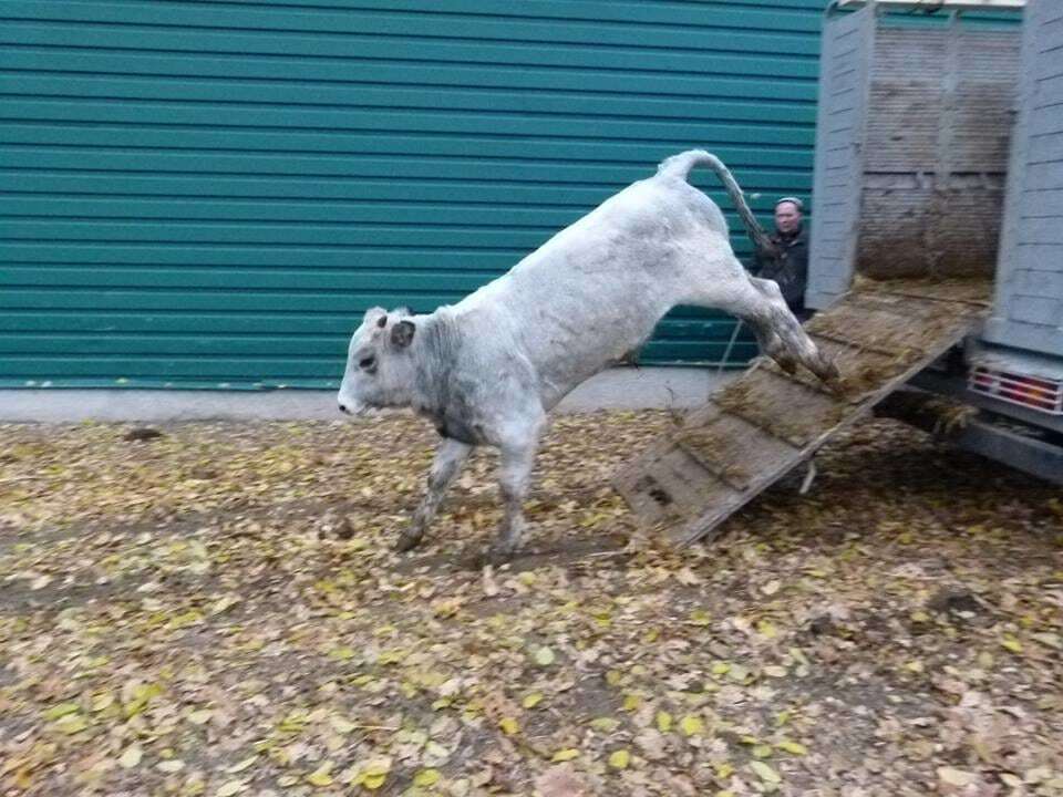 В зоопарке Межигорья появились уникальные обитатели из "Аскании": опубликованы фото