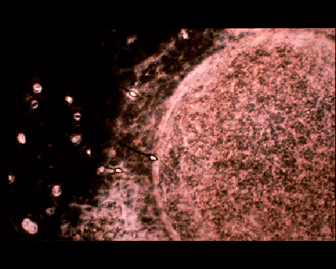 Привет, инопланетянин: 116 фотографий, которые НАСА отправило в далекий космос