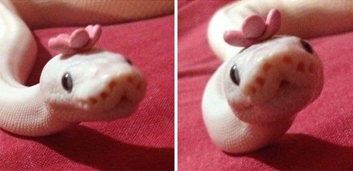 Змеи в шляпках: сеть покорили рептилии-модницы