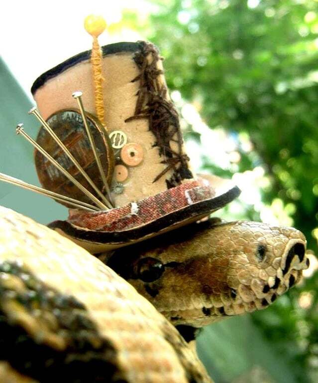 Змеи в шляпках: сеть покорили рептилии-модницы