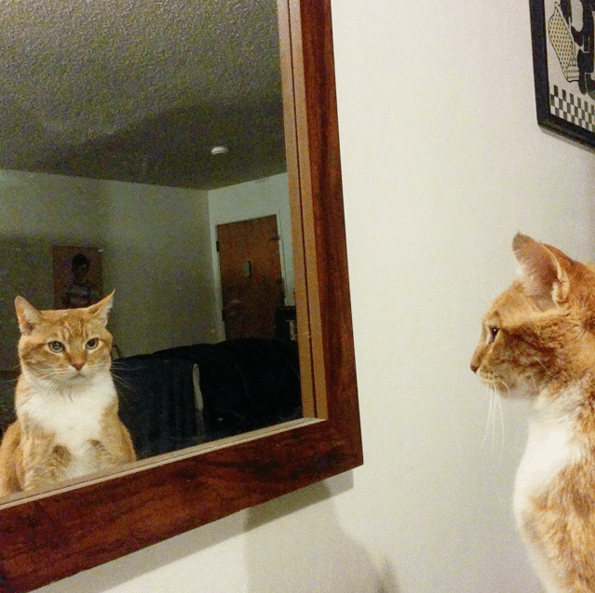 12 суперспортивных животных, которые обожают тренировки