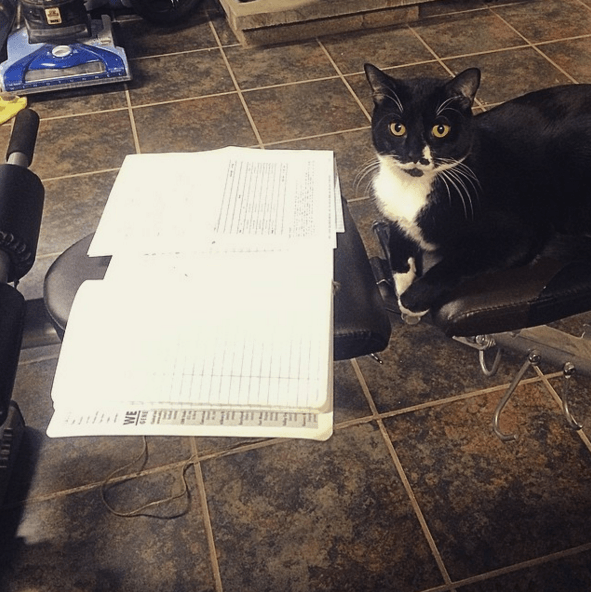 12 суперспортивных животных, которые обожают тренировки