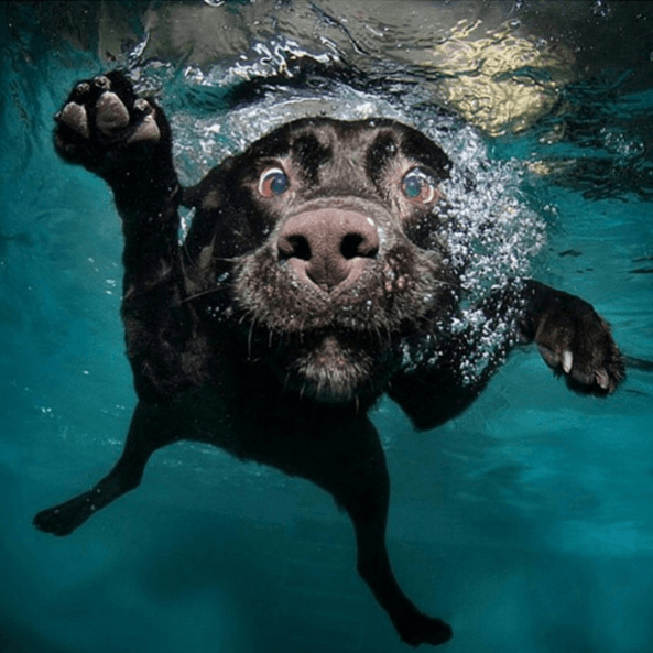 12 суперспортивных животных, которые обожают тренировки