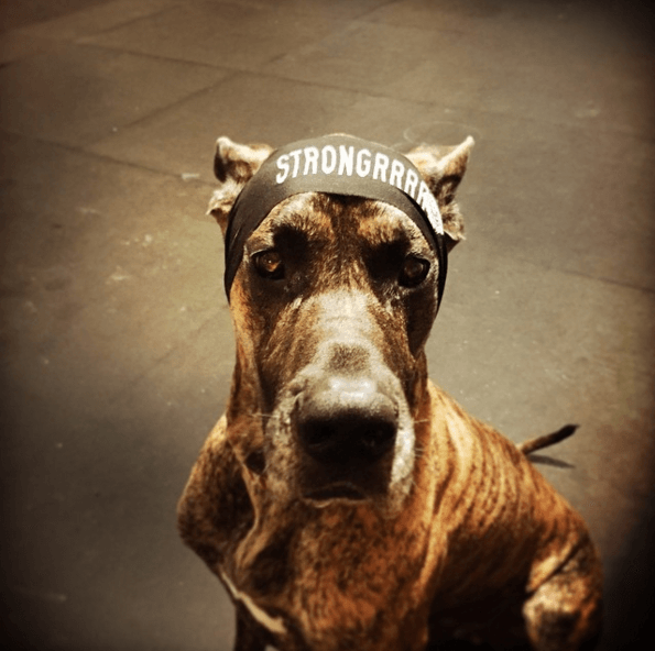 12 суперспортивных животных, которые обожают тренировки