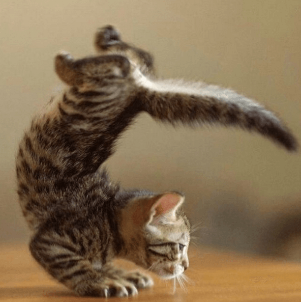 12 суперспортивных животных, которые обожают тренировки