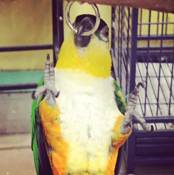 12 суперспортивных животных, которые обожают тренировки