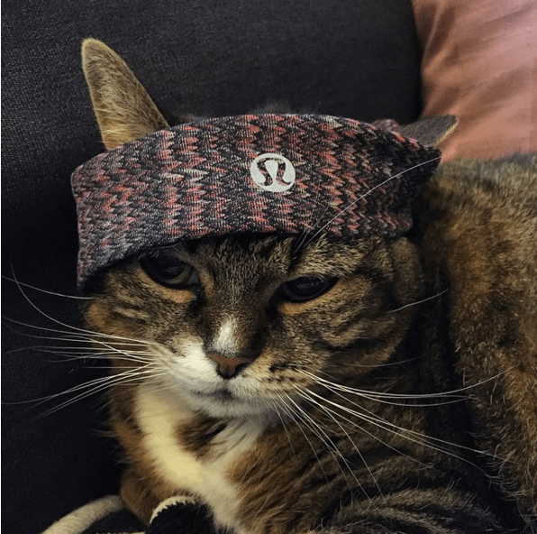 12 суперспортивных животных, которые обожают тренировки