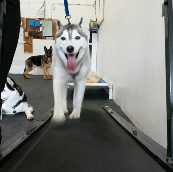 12 суперспортивных животных, которые обожают тренировки