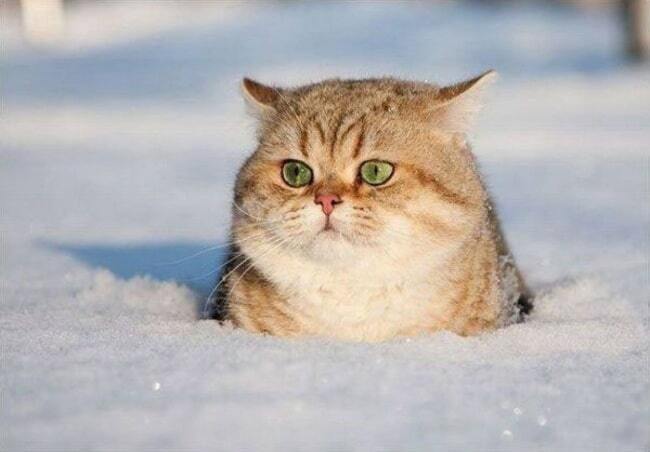 Фото 20 смешных животных, которые готовы к зиме 