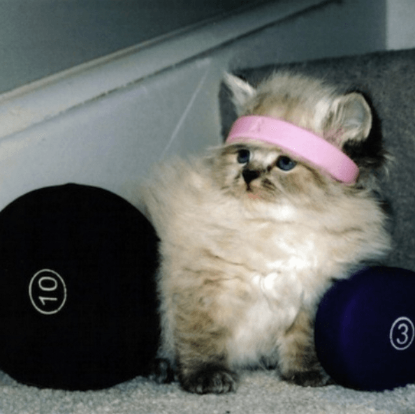 12 суперспортивных животных, которые обожают тренировки