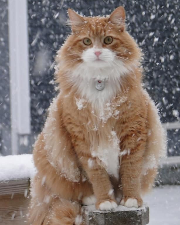 Фото 20 смешных животных, которые готовы к зиме 
