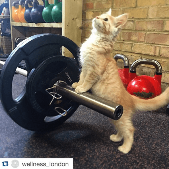 12 суперспортивных животных, которые обожают тренировки