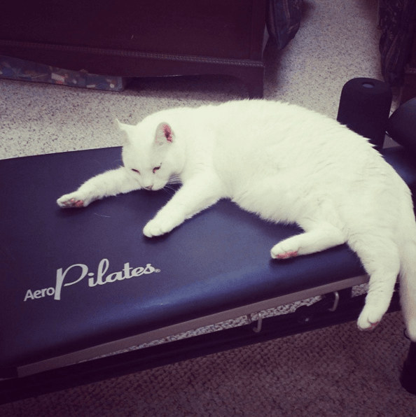 12 суперспортивных животных, которые обожают тренировки