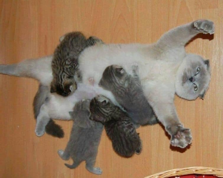 Гордые мамы: трогательные фото кошек со своими котятами