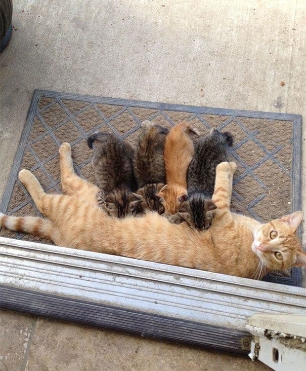 Гордые мамы: трогательные фото кошек со своими котятами