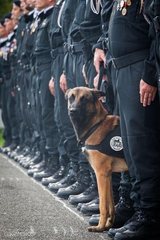 Героем штурма террористов в пригороде Парижа стала полицейская собака