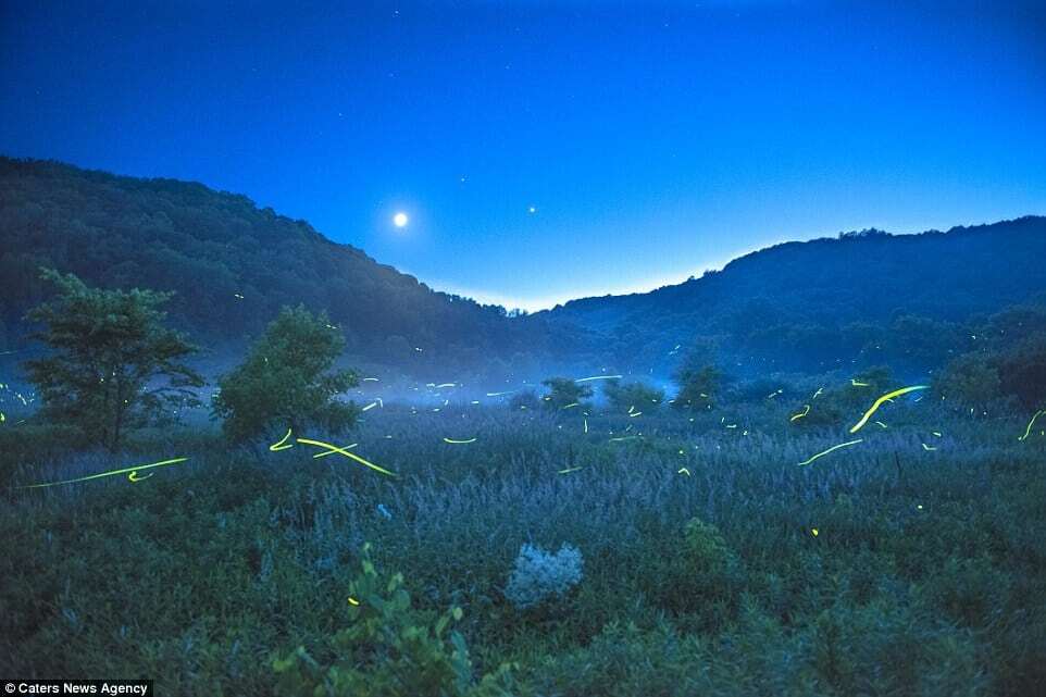 Фотограф снял светлячков на фоне звездного неба: захватывающие дух снимки