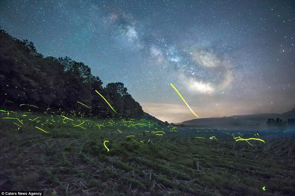 Фотограф снял светлячков на фоне звездного неба: захватывающие дух снимки