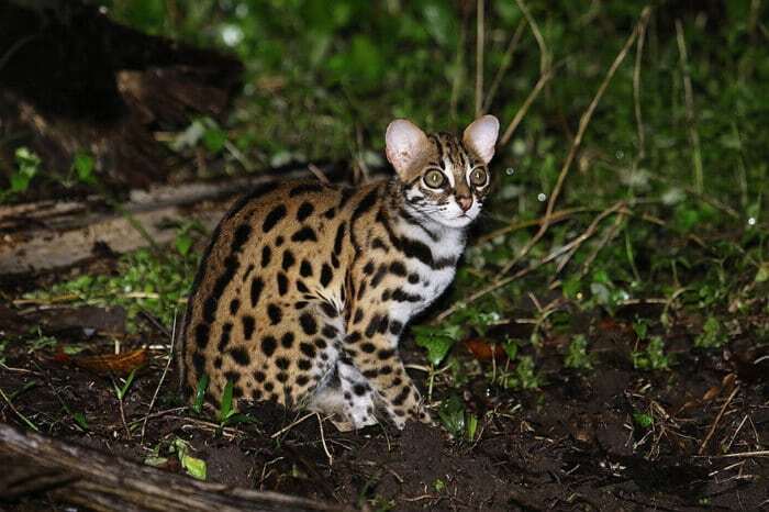 Дикие кошки: топ-20 редких видов животных, о которых многие не слышали